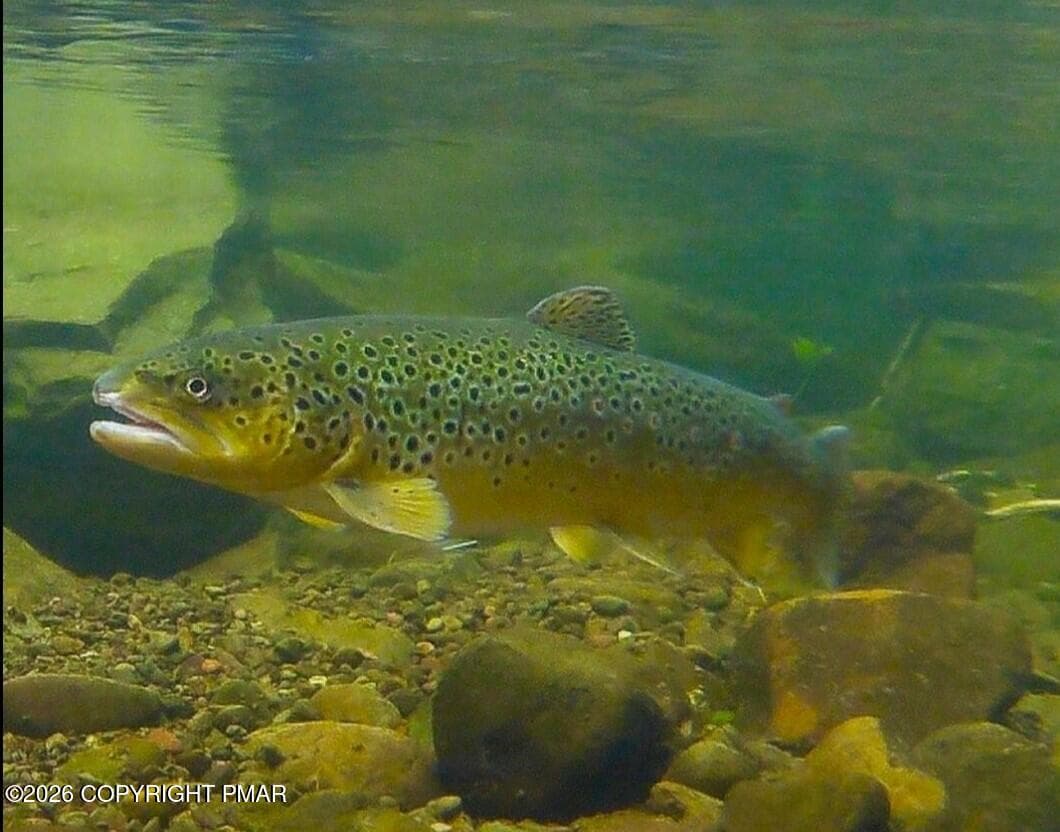 Trout - 109 Creekside Road, Buck Hill Falls, PA 18323, Buck Hill Falls