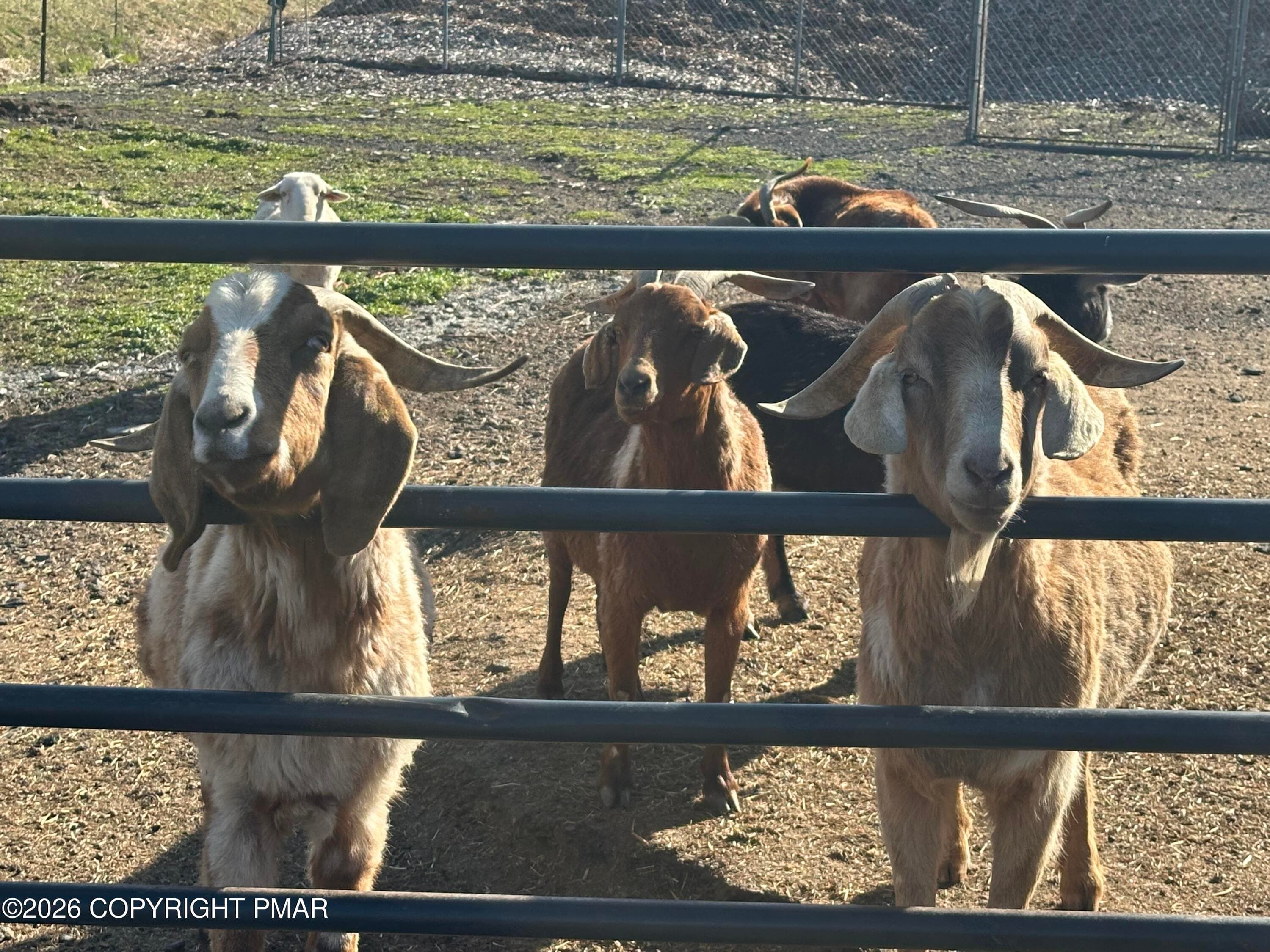Livestock - 5920 Route 209, Stroudsburg, PA 18360, Stroudsburg