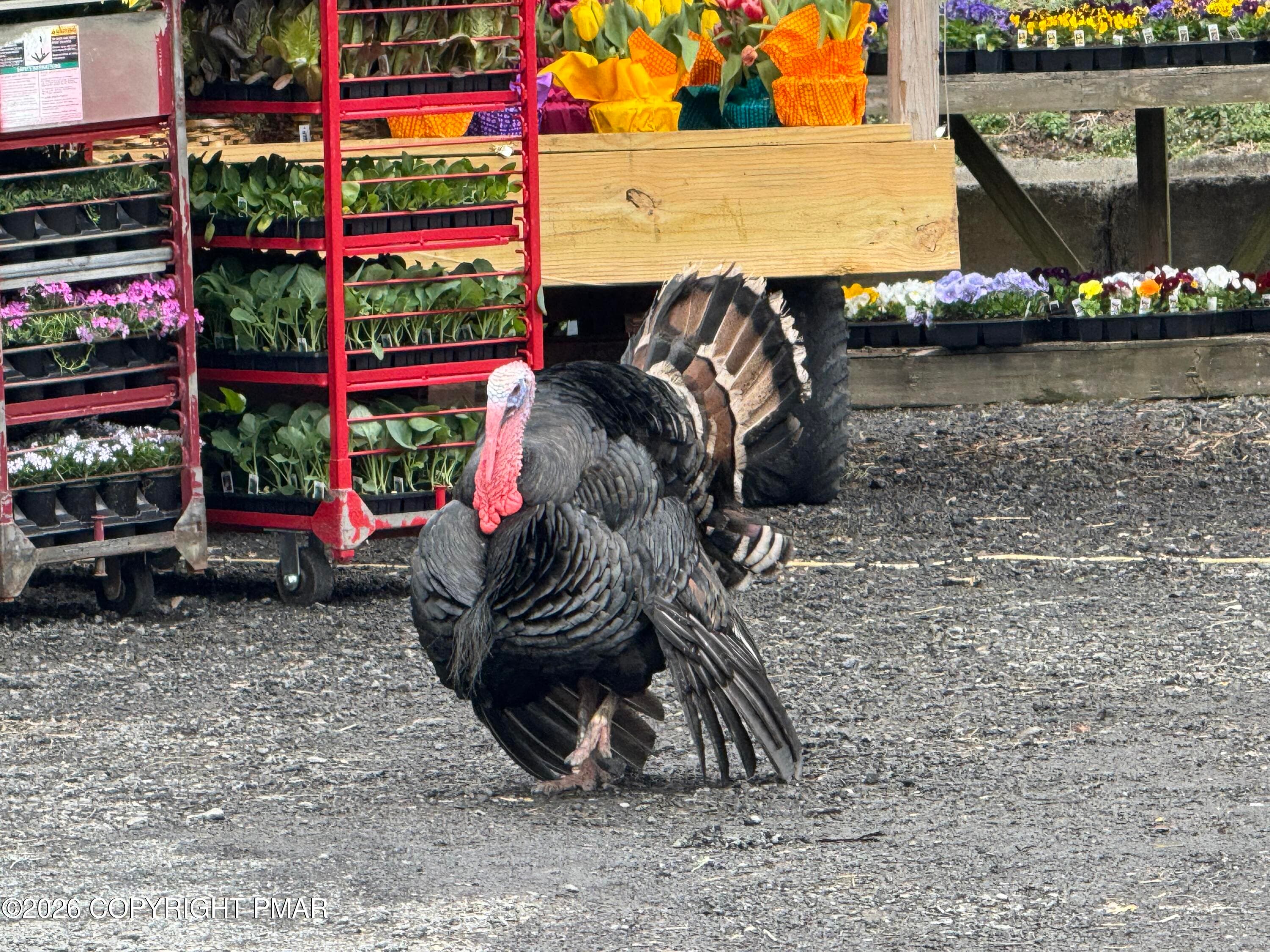 Livestock - 5920 Route 209, Stroudsburg, PA 18360, Stroudsburg
