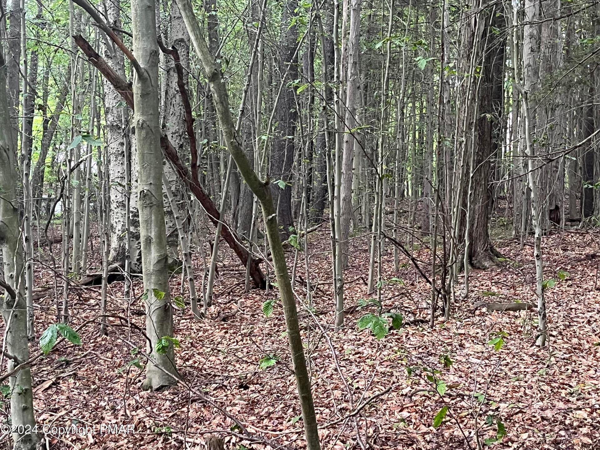 Wooded but not too densely - 131 Cardinal - 2229 Drive, Clifton Township, PA 18424