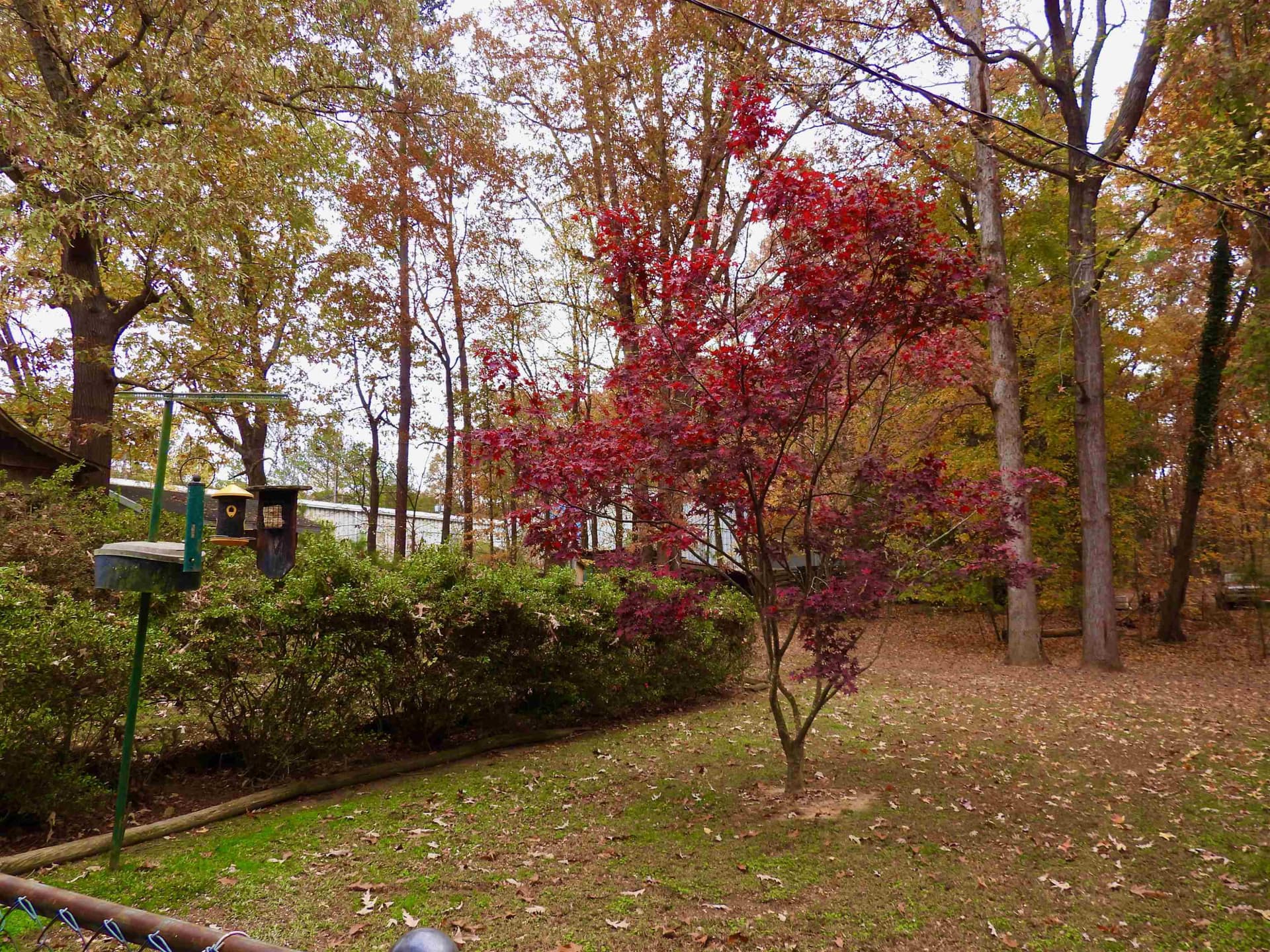 Photo 35 - 3007 Old Raleigh Road, Apex, NC 27502
