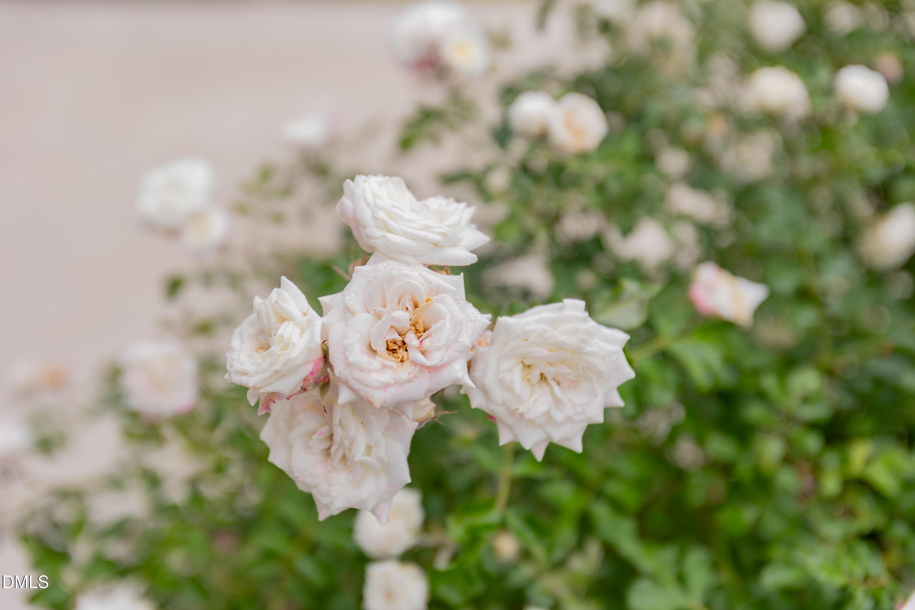 Roses in the front - 1048 Arbor Edge Lane, Durham, NC 27703, Durham