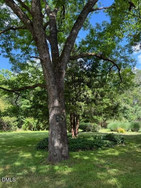Trees - 3415 Mt Willing Road, Efland, NC 27243, Efland