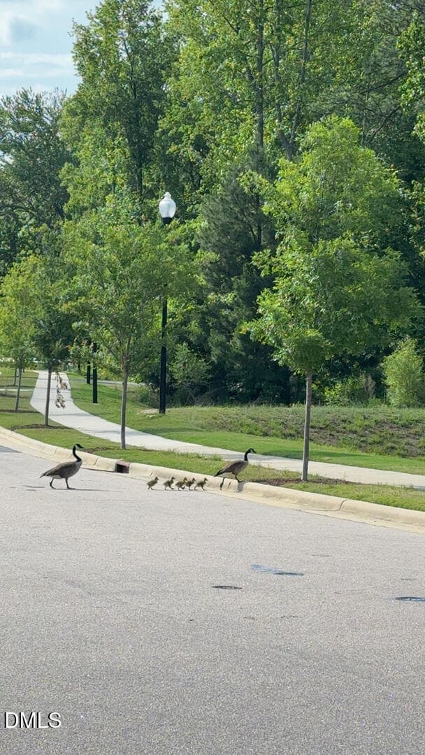 Geese Austin Creek - 1808 Austin Ridge Parkway, Wake Forest, NC 27587