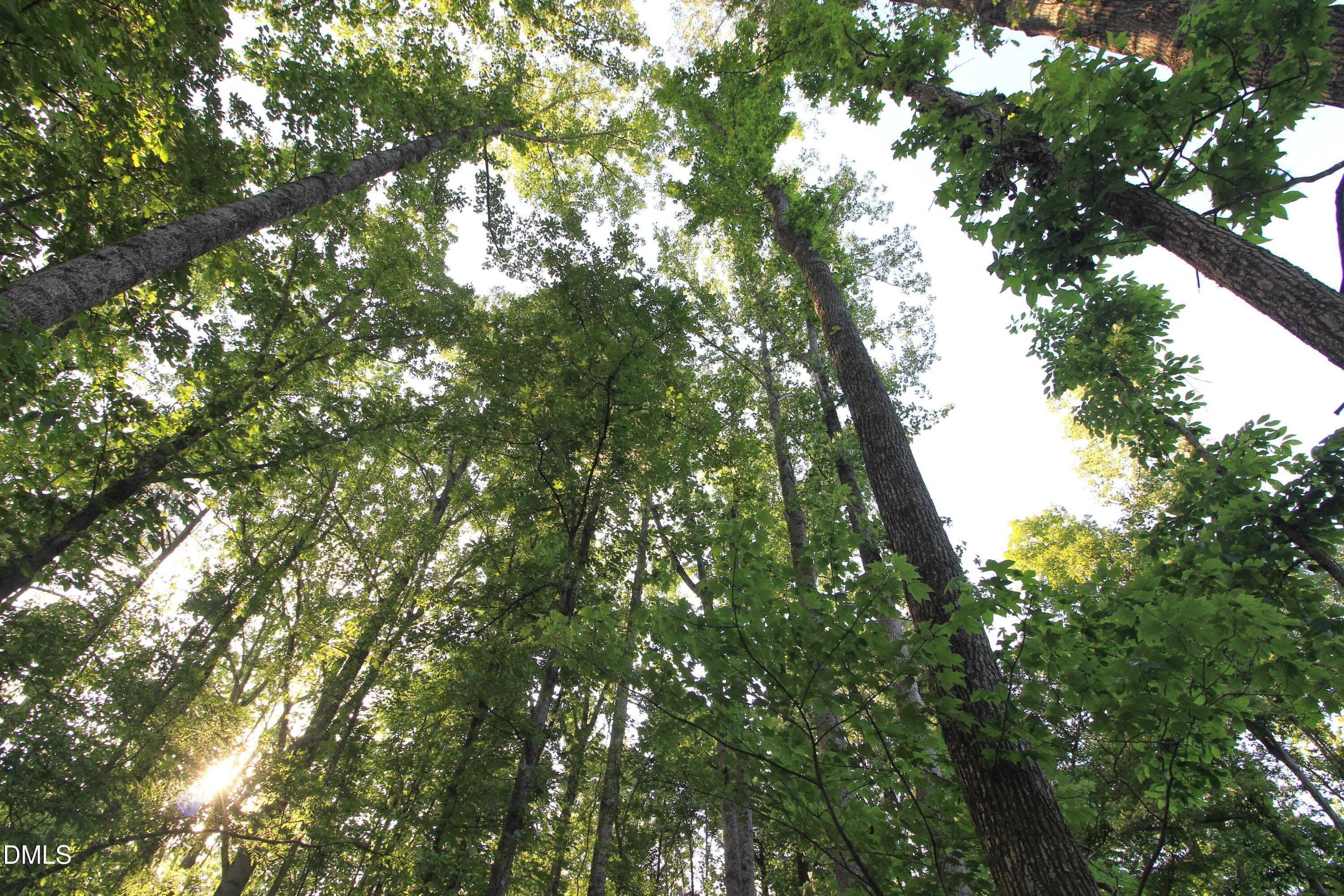 Looking Up - 6810 Sawyer Road, Liberty, NC 27298