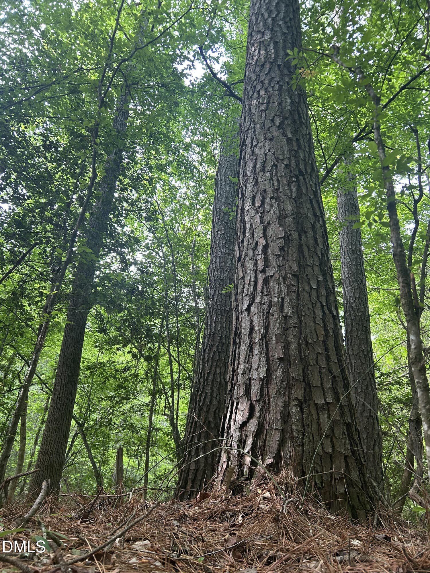 IMG_7674 - 0 Beaver Dam Road, Creedmoor, NC 27522