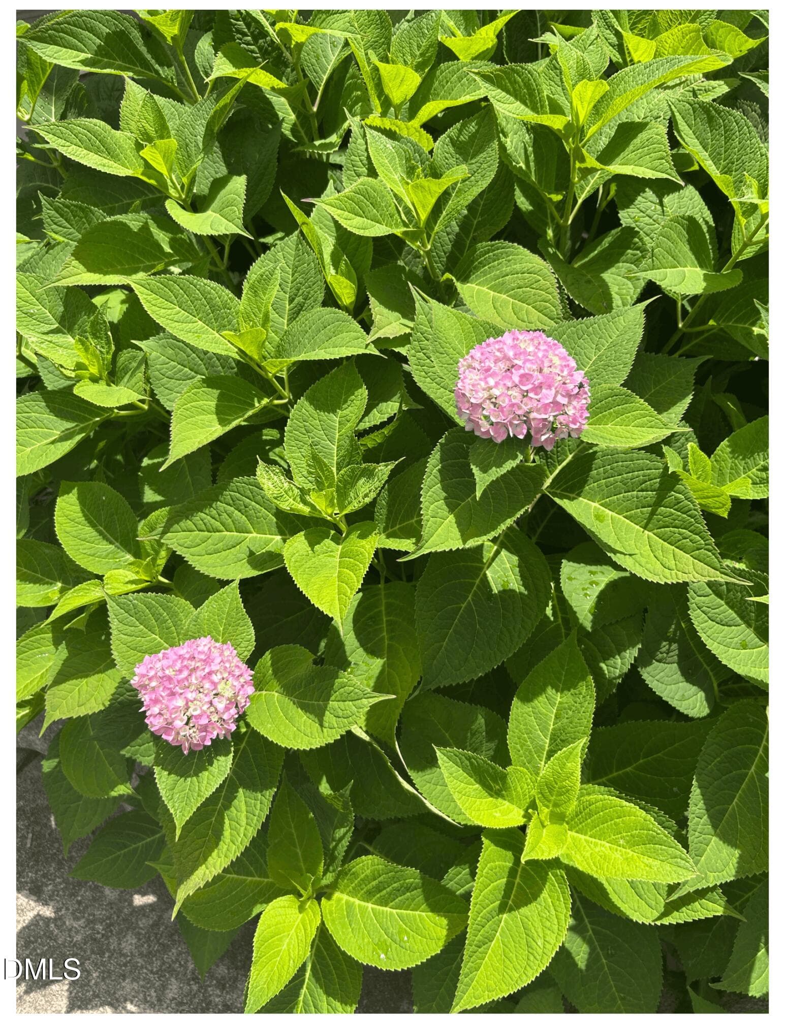 hydrangea_901 - 901 Dorothy Sanders Way, Raleigh, NC 27601, Raleigh