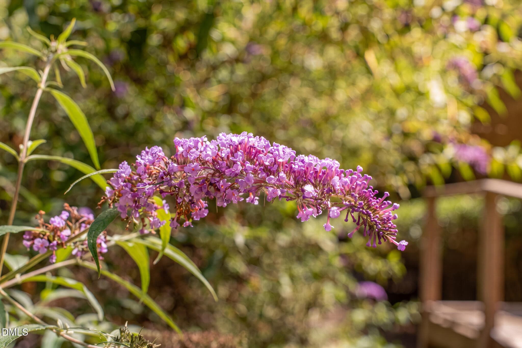 Front yard has massive butterfly bushes - 9021 Collins Creek Drive, Chapel Hill, NC 27516, Chapel Hill