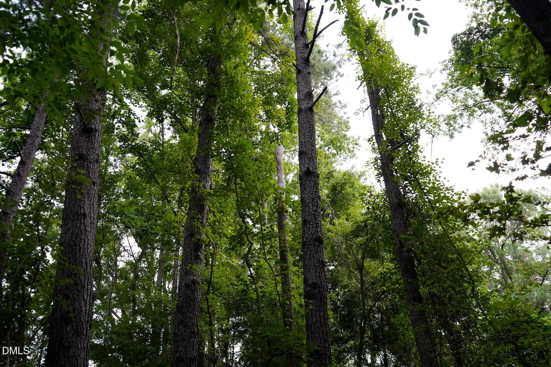 20 Paras 19.3 Acres Bunnlevel Erwin Rd - 19.2 Acres Bunnlevel Erwin Road, Erwin, NC 28339