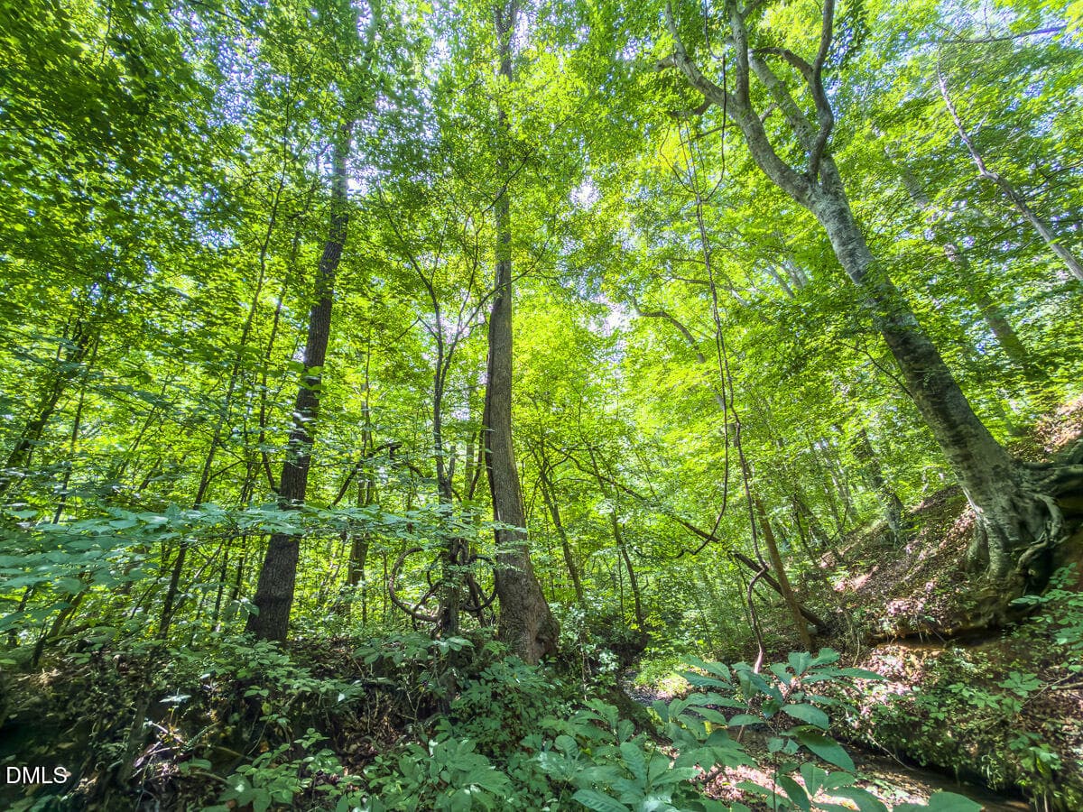 Caswell Co. NC 49.36-COA-Lot3-038 - 0 Park Springs Road, Ruffin, NC 27326