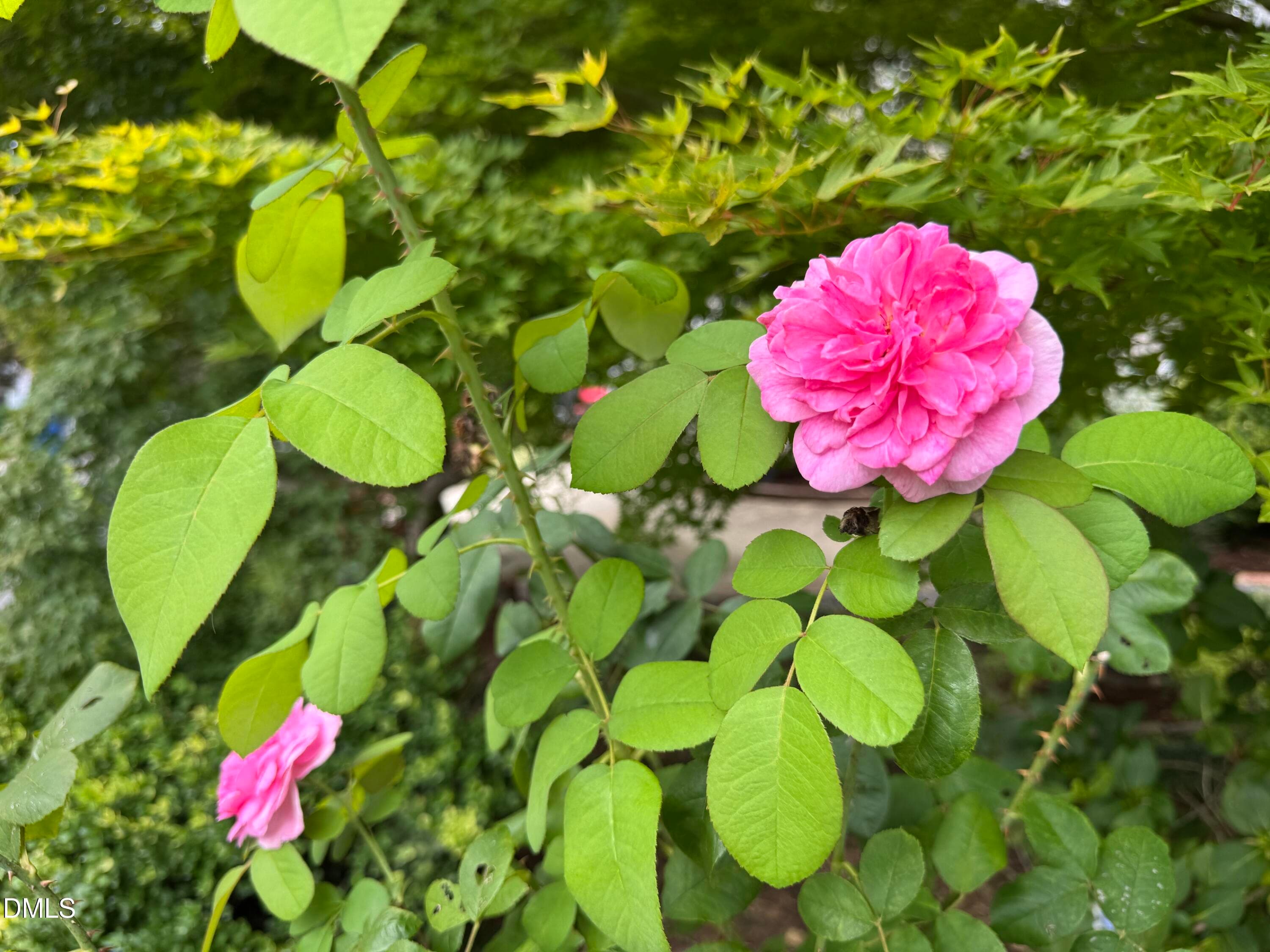 Blooming Flowers - 8901 Castleton Lane, Raleigh, NC 27615, Raleigh