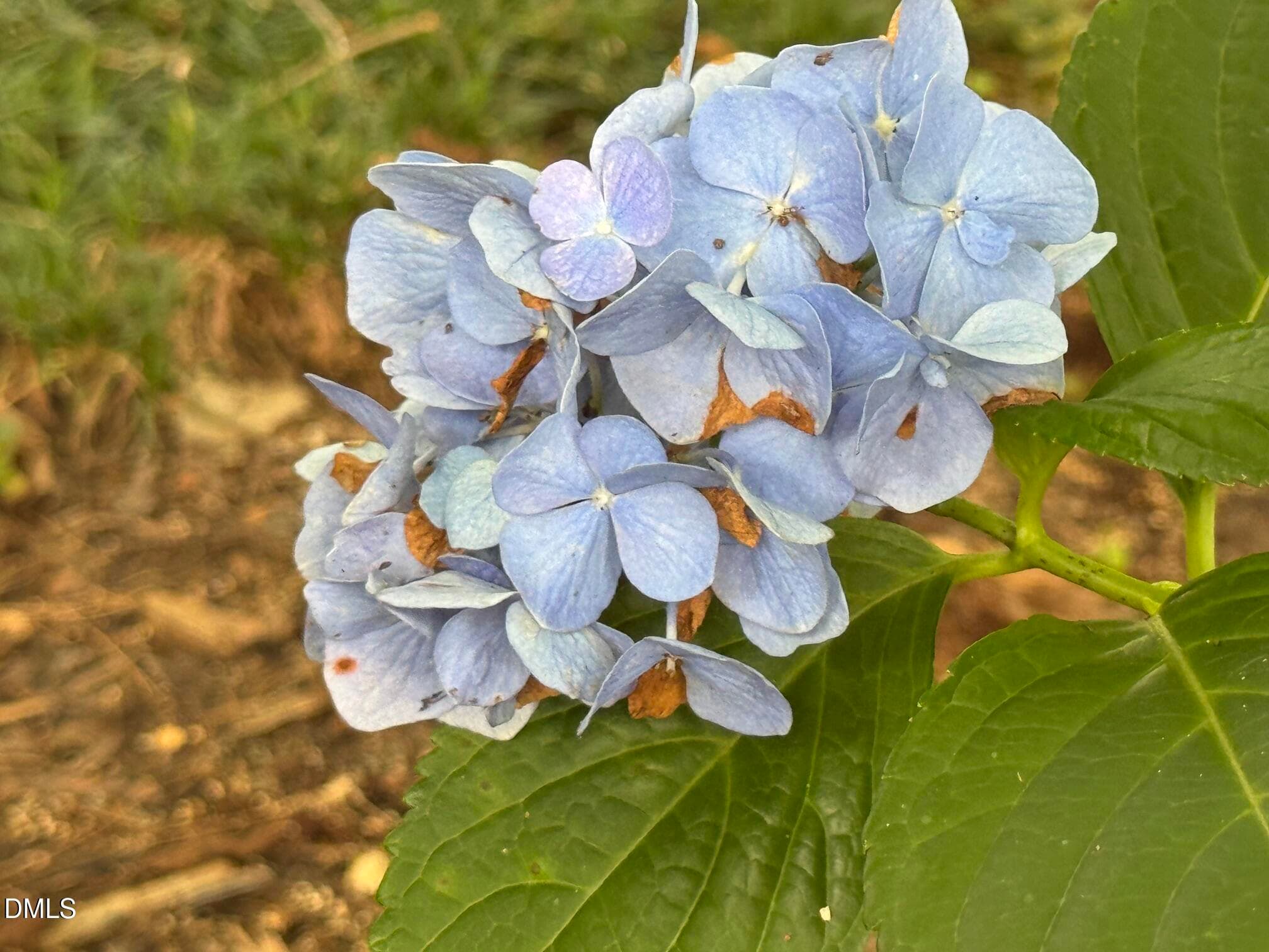 Pollinator Garden - 8901 Castleton Lane, Raleigh, NC 27615, Raleigh