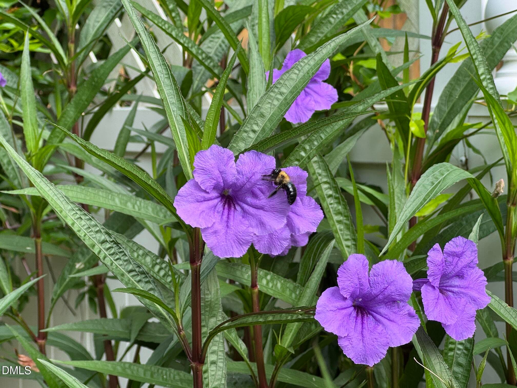 Summer Color - 8901 Castleton Lane, Raleigh, NC 27615, Raleigh