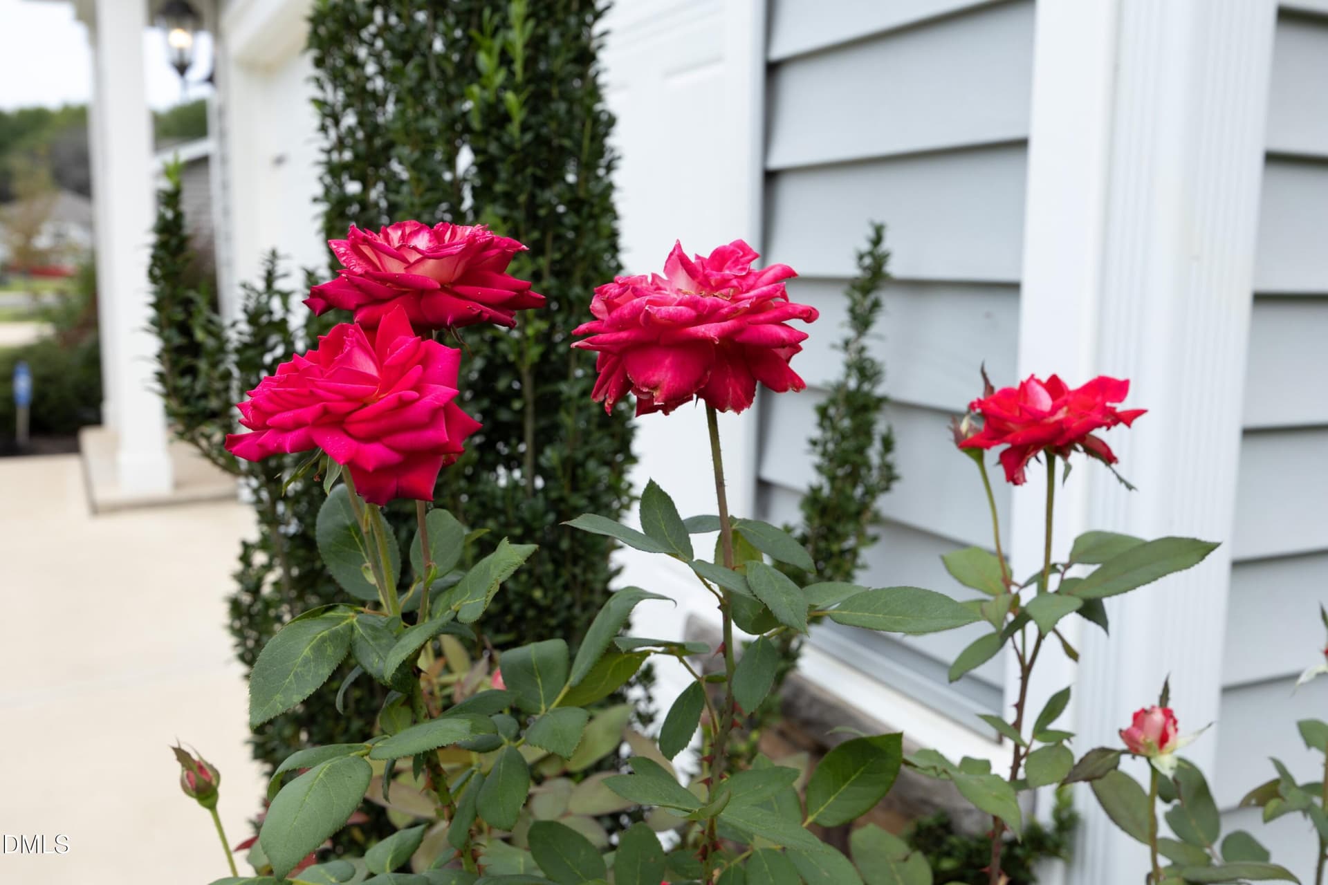 04FrontRoseBush - 7103 Stratified Court, Mebane, NC 27302