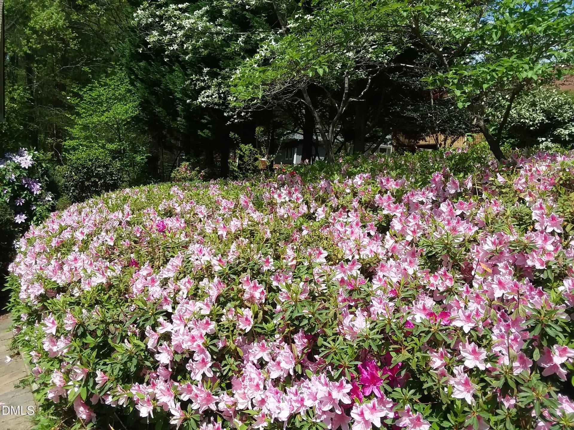 LP azaleas.jpg - 1502 Lake Pine Drive, Cary, NC 27511