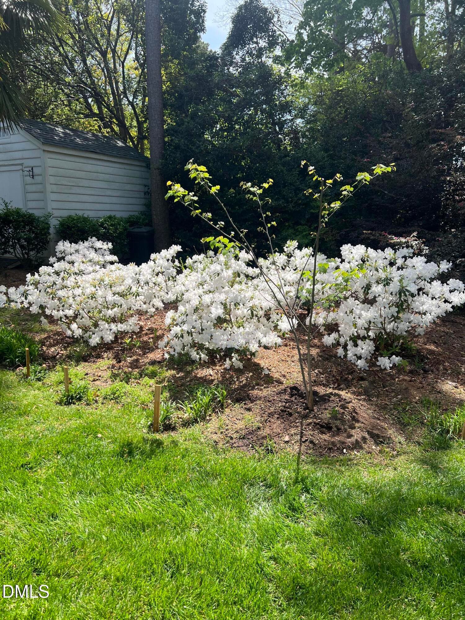 Spring Time Azaleas - 1014 Country Ridge Drive, Raleigh, NC 27609, Raleigh