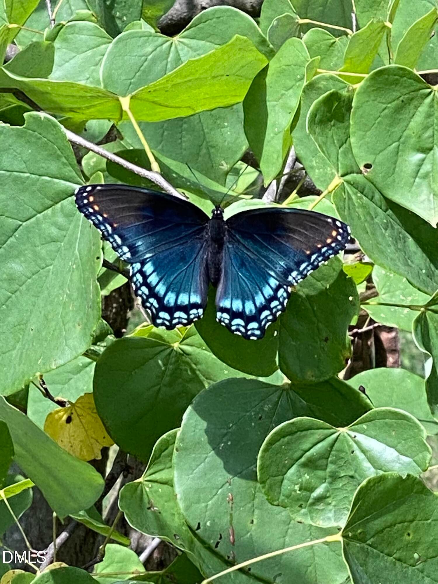 Blue Butterfly - 632 Whitt Town Road, Roxboro, NC 27574