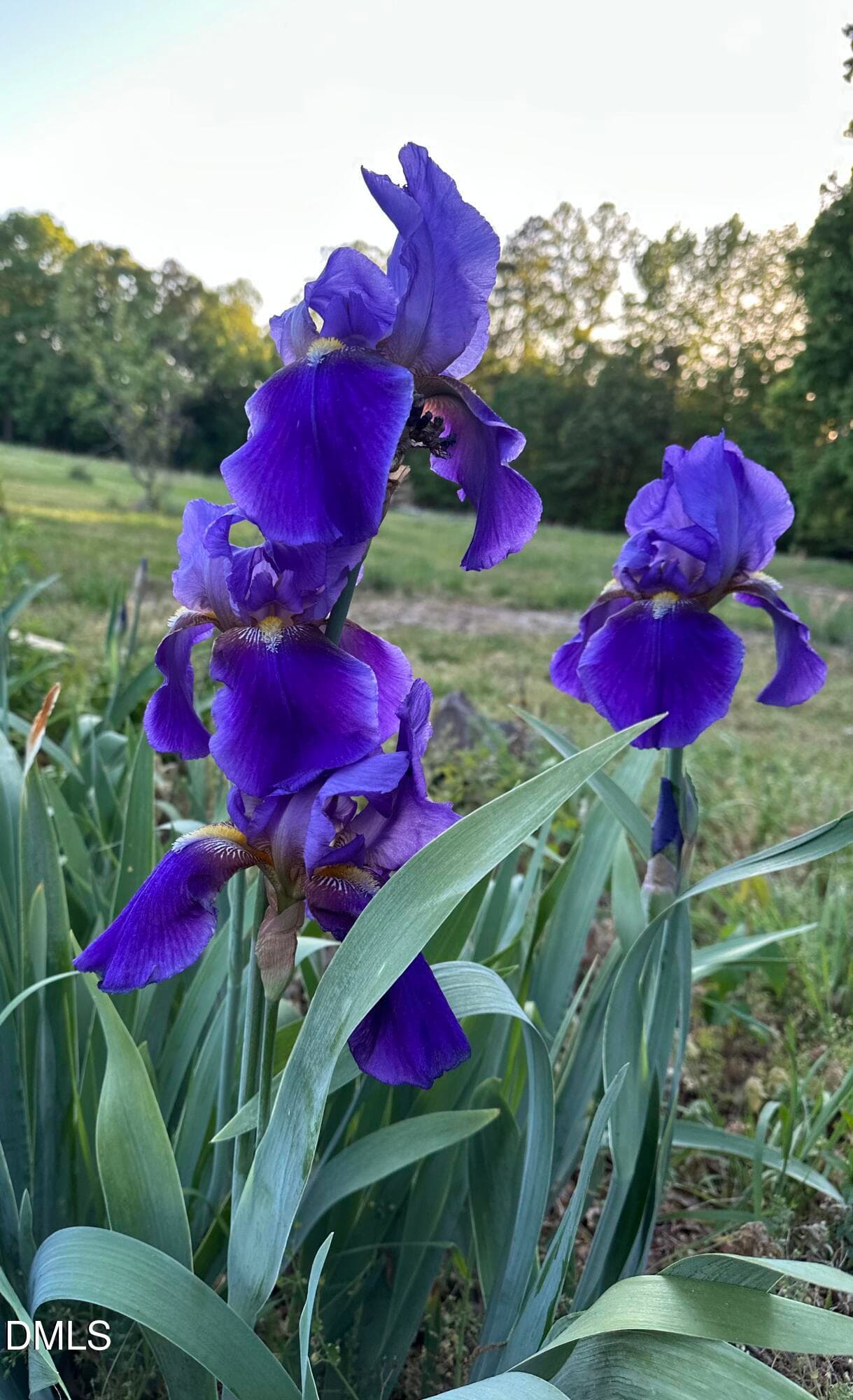 Purple Iris - 632 Whitt Town Road, Roxboro, NC 27574