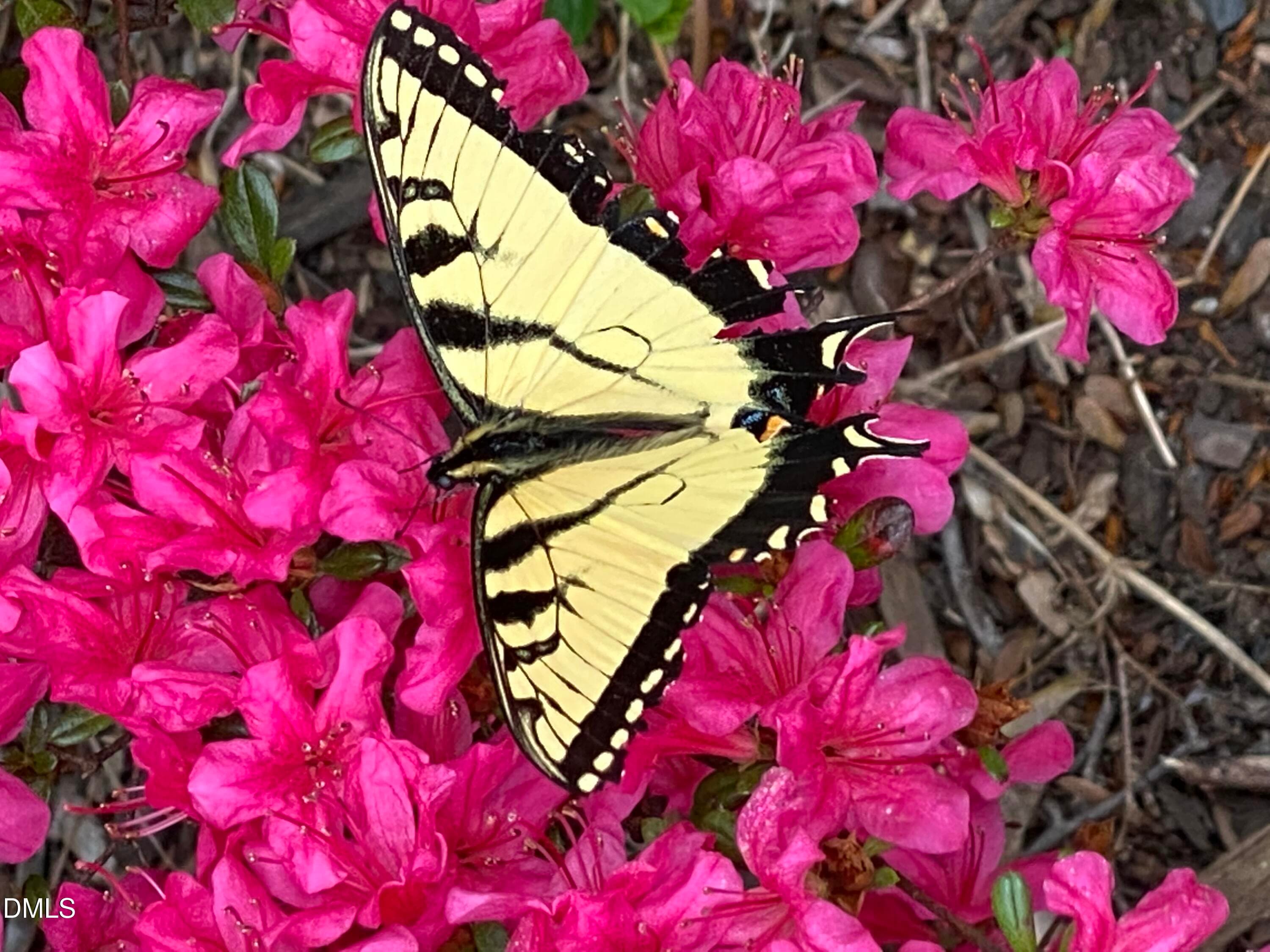 Yellow butterfly 1 - 632 Whitt Town Road, Roxboro, NC 27574