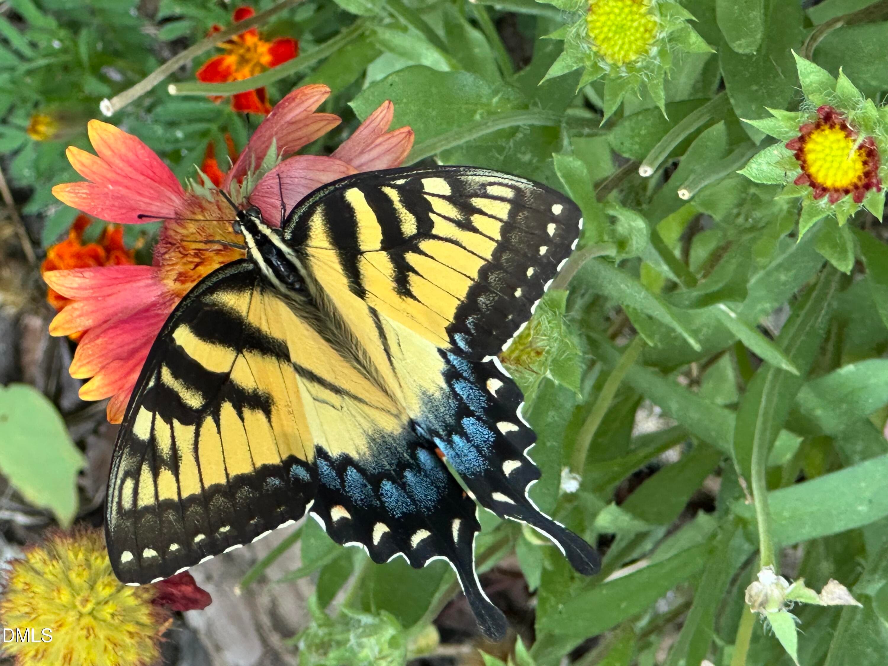 Yellow Butterfly 3 - 632 Whitt Town Road, Roxboro, NC 27574