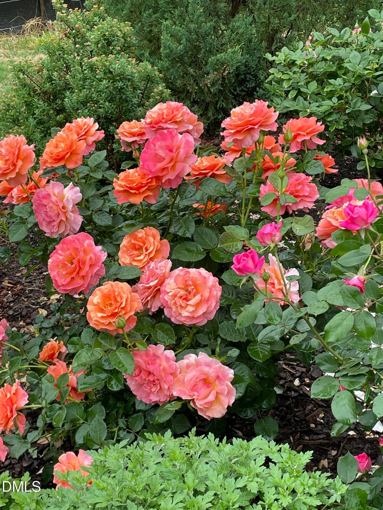 flowers 1 - 1221 Perry Bluff Drive, Wake Forest, NC 27587, Wake Forest