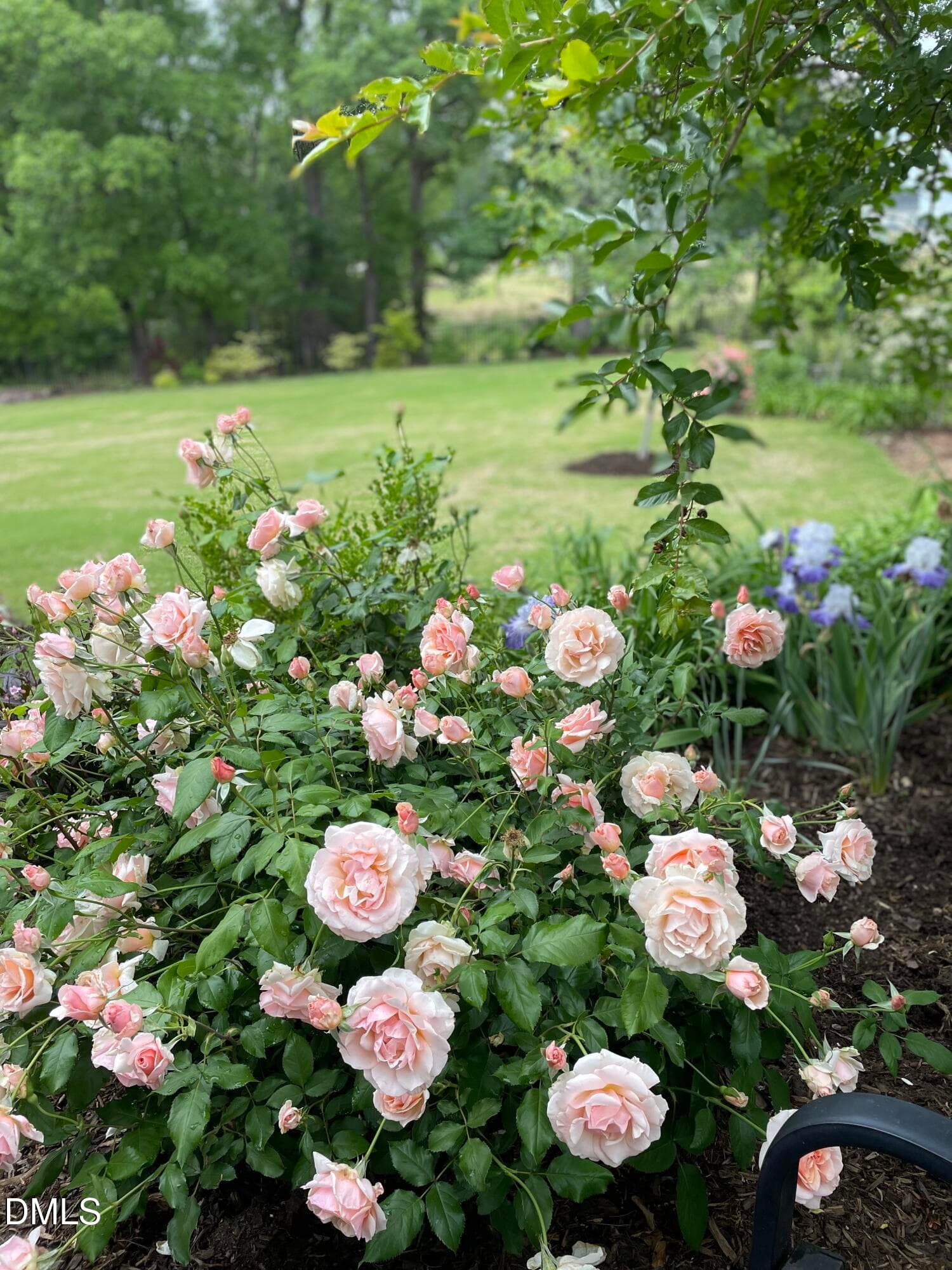 flowers 5 - 1221 Perry Bluff Drive, Wake Forest, NC 27587, Wake Forest