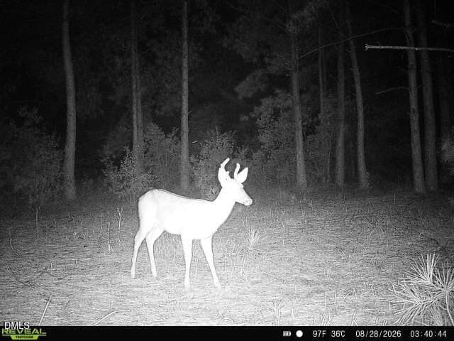 Deer 2 - 50 Cutoff Road, Dunn, NC 28334, Dunn