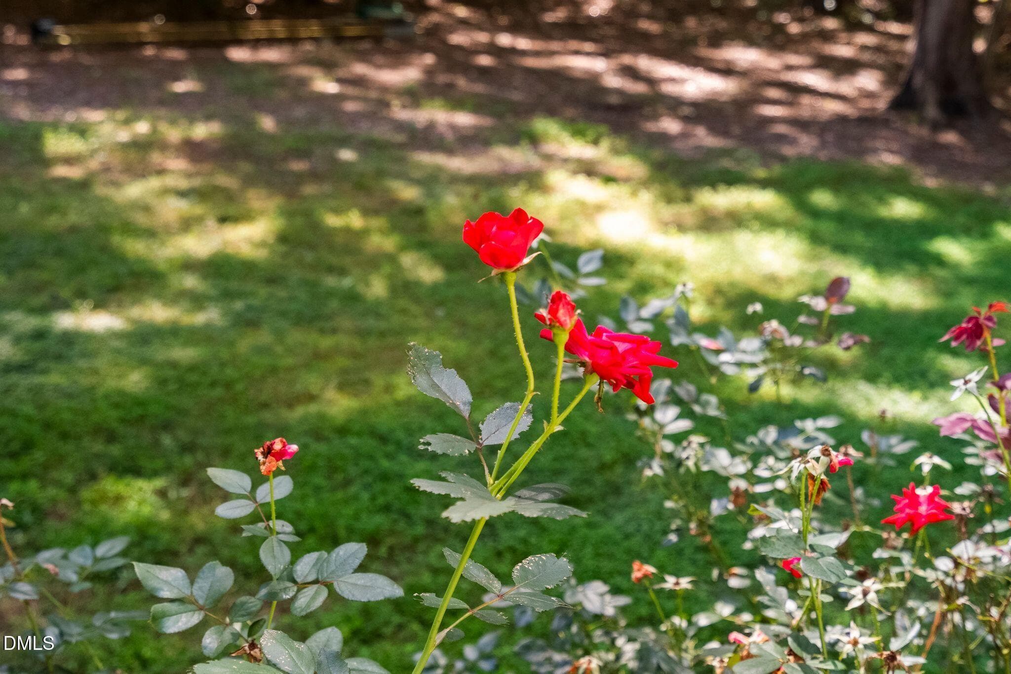 31_NJO03178 - 567 Timberknoll Lane, Wake Forest, NC 27587