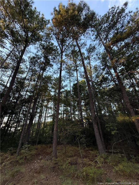 Photo 5 - 00000 Bee Tree Lane, Wagram, NC 28396