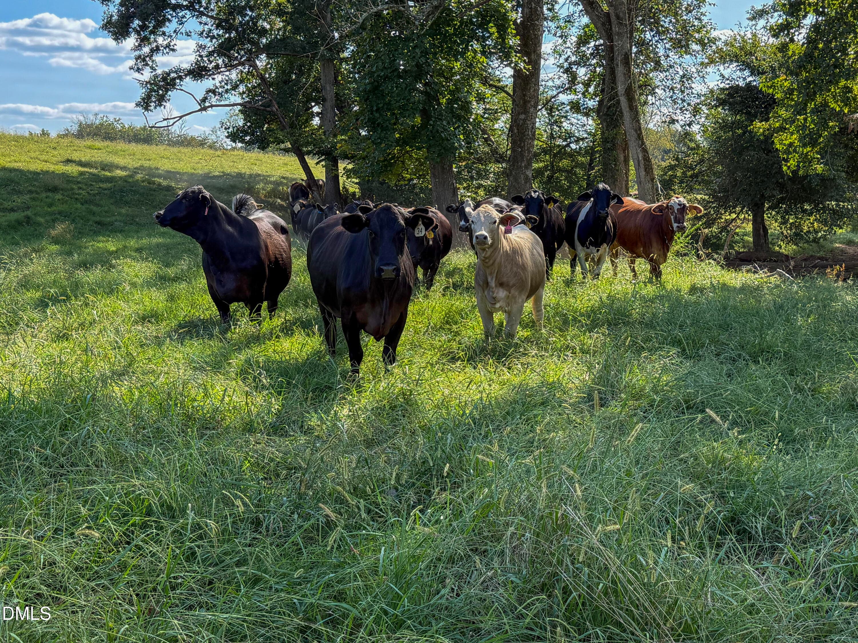 Smith Farm Chatham (11) - 2475 Coleridge Road, Siler City, NC 27344