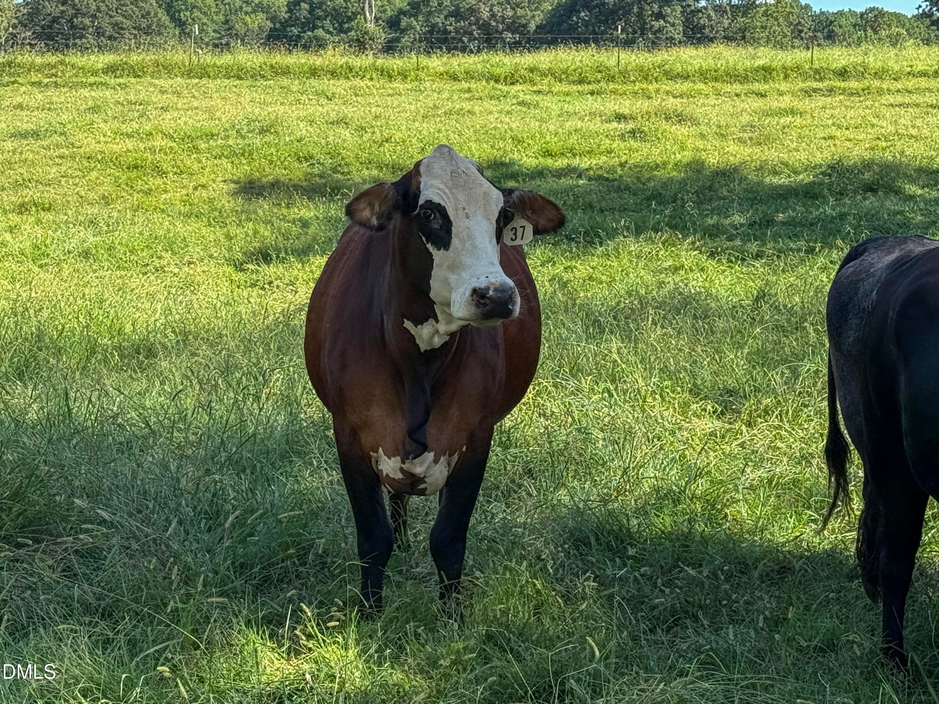 Smith Farm Chatham (13) - 2475 Coleridge Road, Siler City, NC 27344