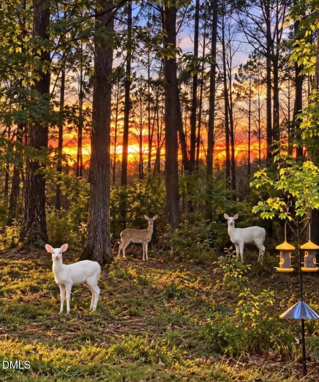 Back Yard Views - 290 Hidden Lake Drive, Youngsville, NC 27596, Youngsville