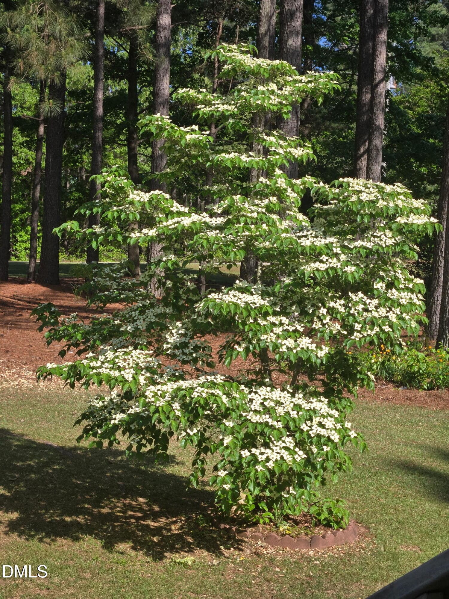 Dogwood Tree - 397 Manson-axtell Road, Norlina, NC 27563