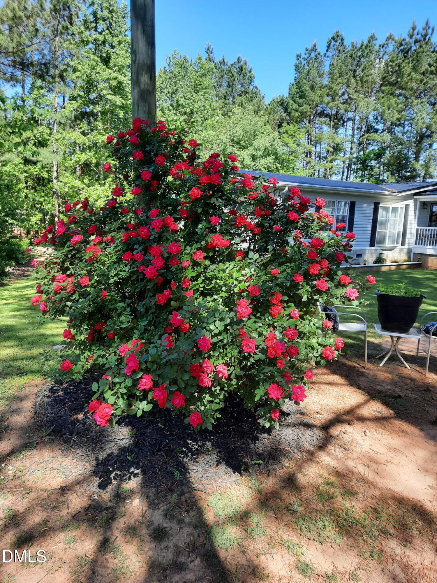 Lovely Rose Bush - 397 Manson-axtell Road, Norlina, NC 27563