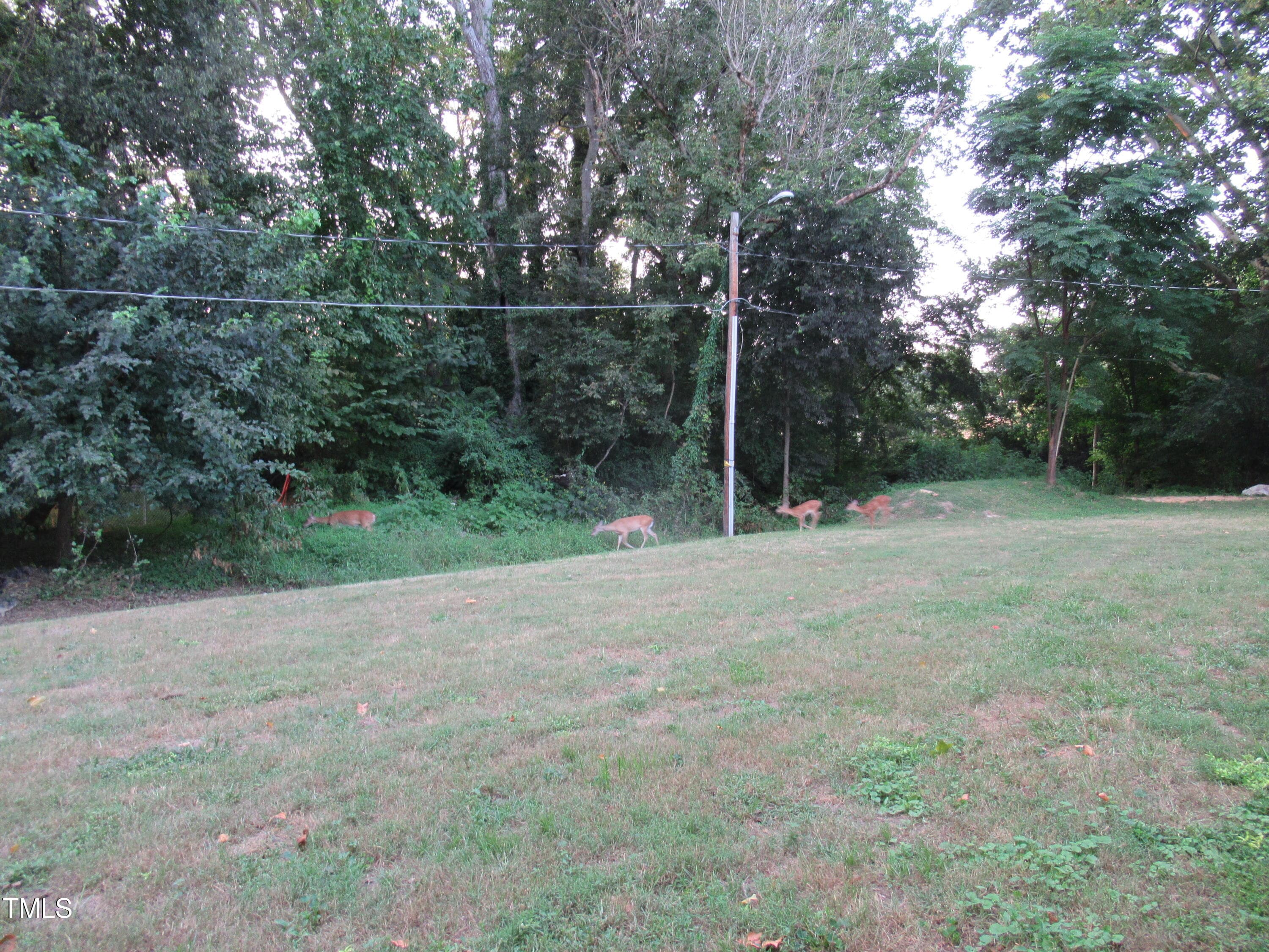 11Grass3deerNice - 130 S Estes Drive B-11, Chapel Hill, NC 27514, Chapel Hill