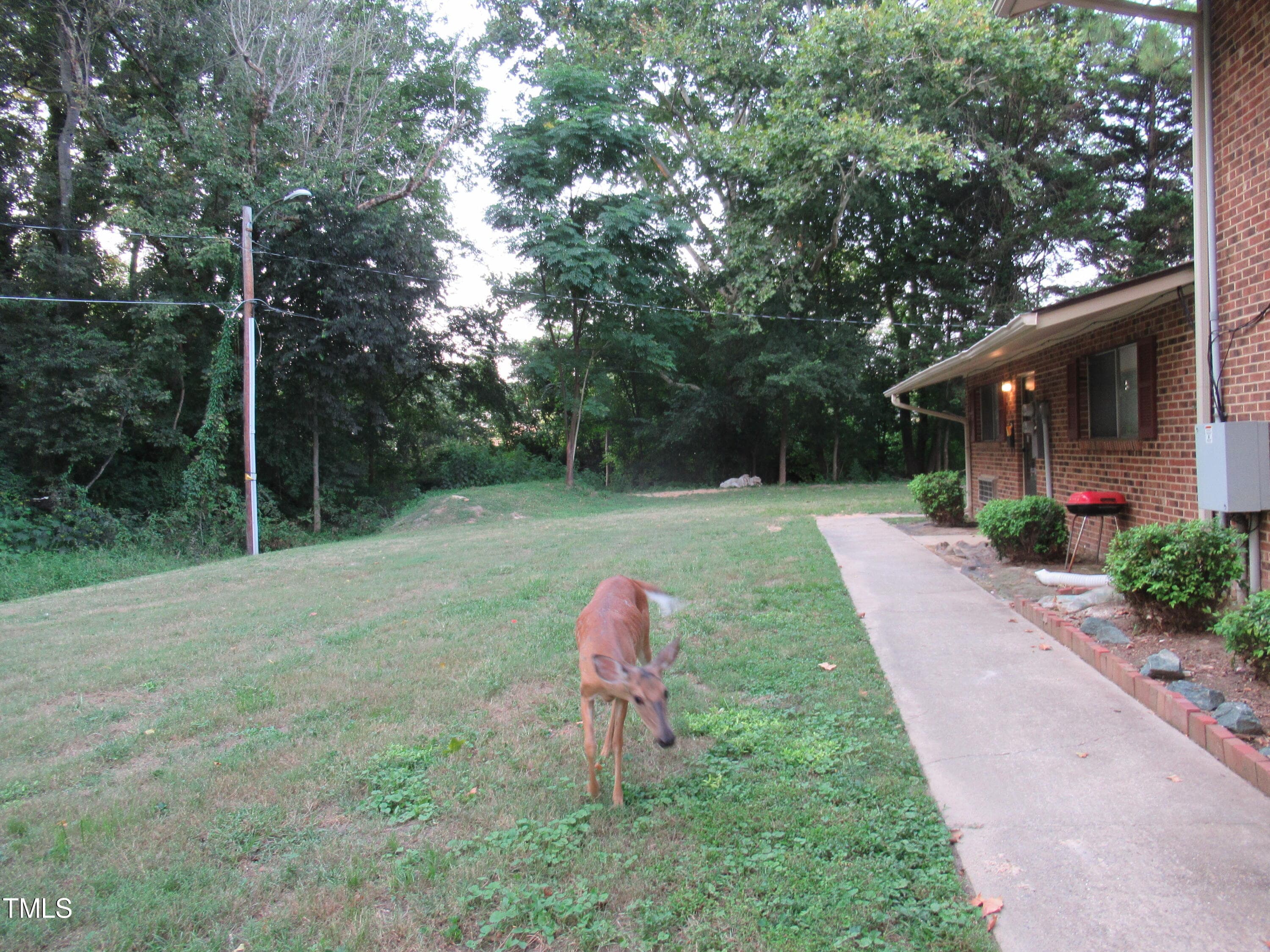 11DeerCloseup - 130 S Estes Drive B-11, Chapel Hill, NC 27514, Chapel Hill