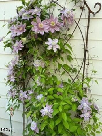 Climbing Clematis vine - 4230 Henderson Place, Pittsboro, NC 27312, Pittsboro
