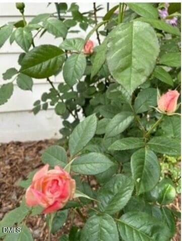 Flower garden 1 - 4230 Henderson Place, Pittsboro, NC 27312, Pittsboro