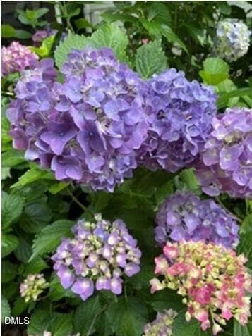 Hydrangea blossoms - 4230 Henderson Place, Pittsboro, NC 27312, Pittsboro