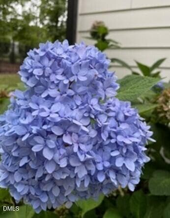 Purple Hydrangea - 4230 Henderson Place, Pittsboro, NC 27312, Pittsboro
