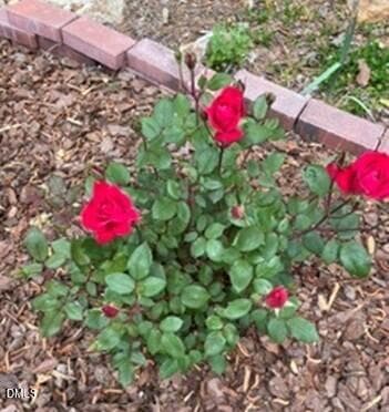 Tea Roses - 4230 Henderson Place, Pittsboro, NC 27312, Pittsboro