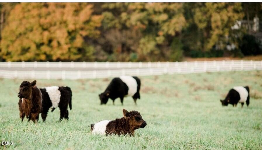 Belted Galloway Cows - 4230 Henderson Place, Pittsboro, NC 27312, Pittsboro