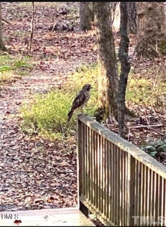 Wildlife along the trail - 4230 Henderson Place, Pittsboro, NC 27312, Pittsboro