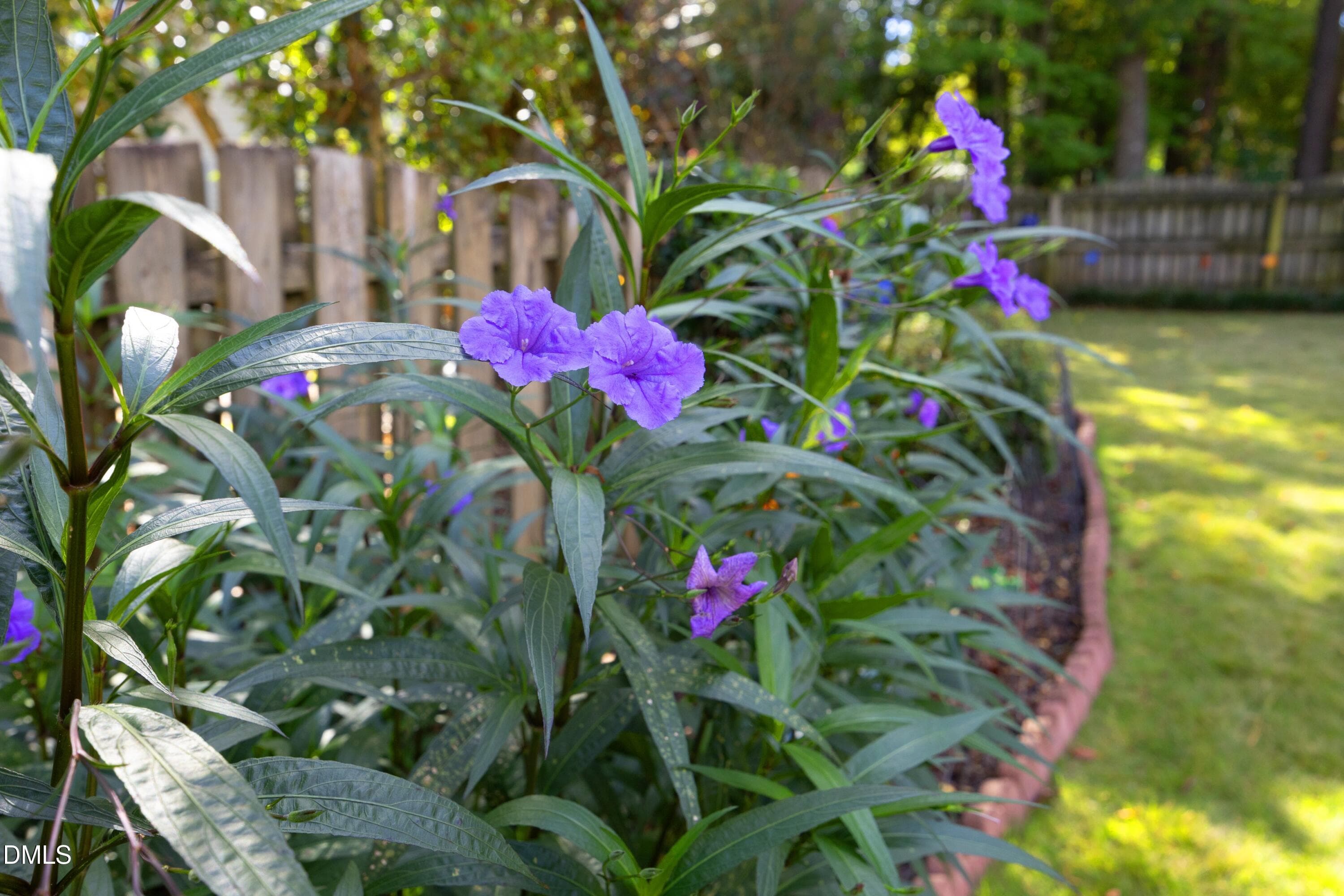 37BackFlowers - 8900 Castleton Lane, Raleigh, NC 27615, Raleigh