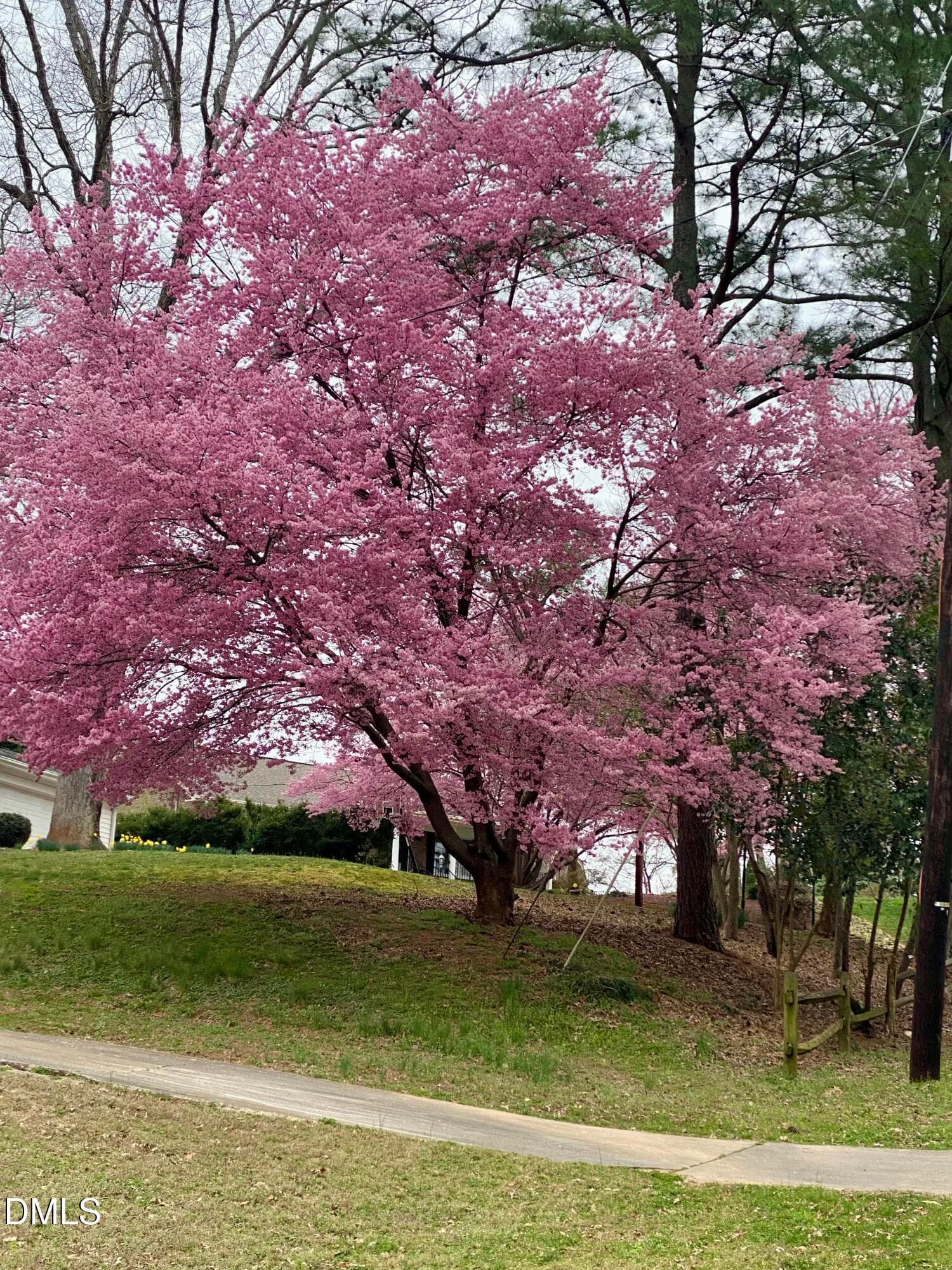 Fall colors - 3600 Carriage Drive, Raleigh, NC 27612