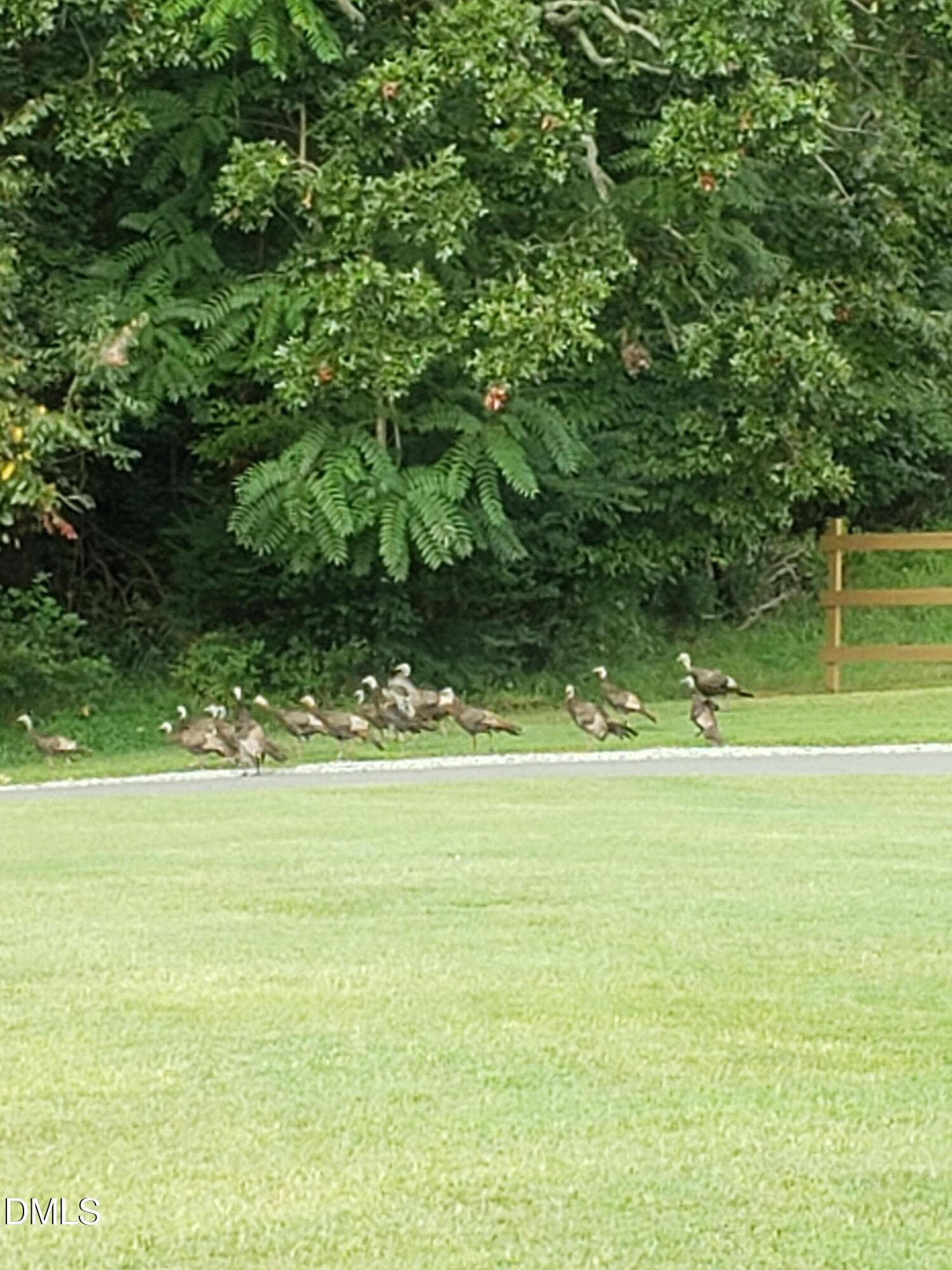 38-Turkey - 2957 Doris Drive, Burlington, NC 27217