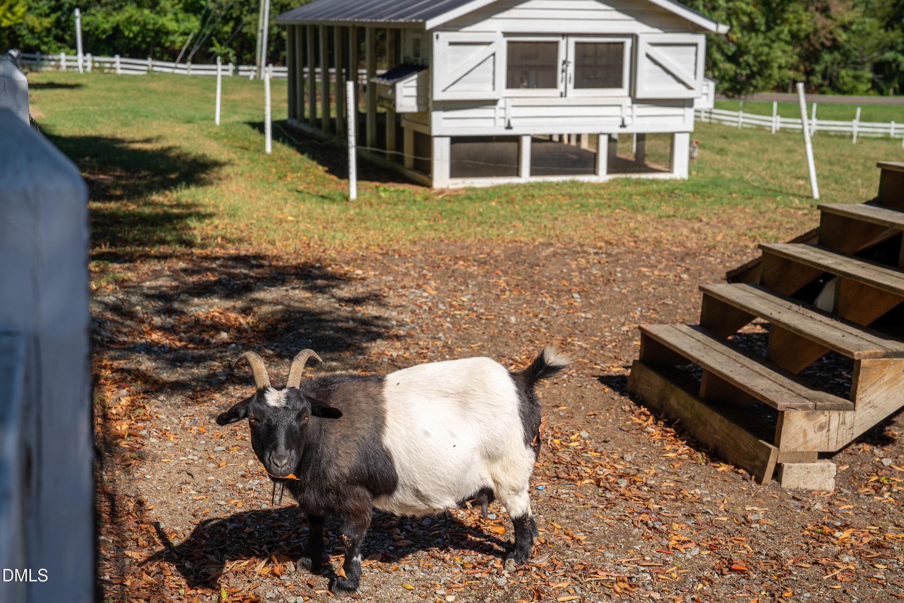 Beloved Goats - 12 Macon, Pittsboro, NC 27312