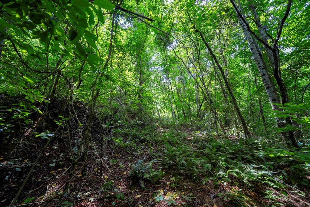 Land at 0 E Buffalo, Robbinsville, NC 28771, photo 5 of 6