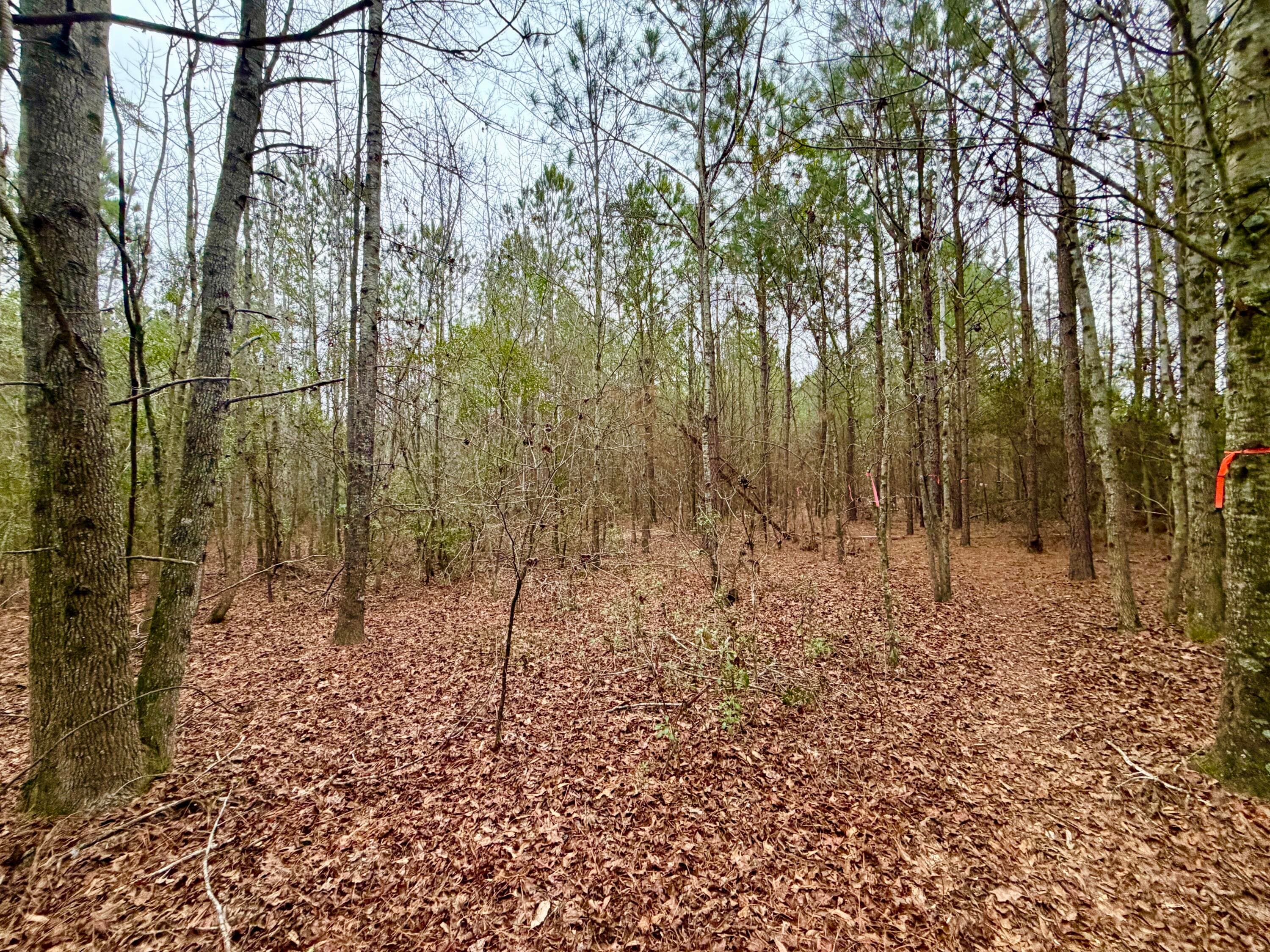Undeveloped at Tract 3 Ga-305, Midville, GA 30441, photo 10 of 14