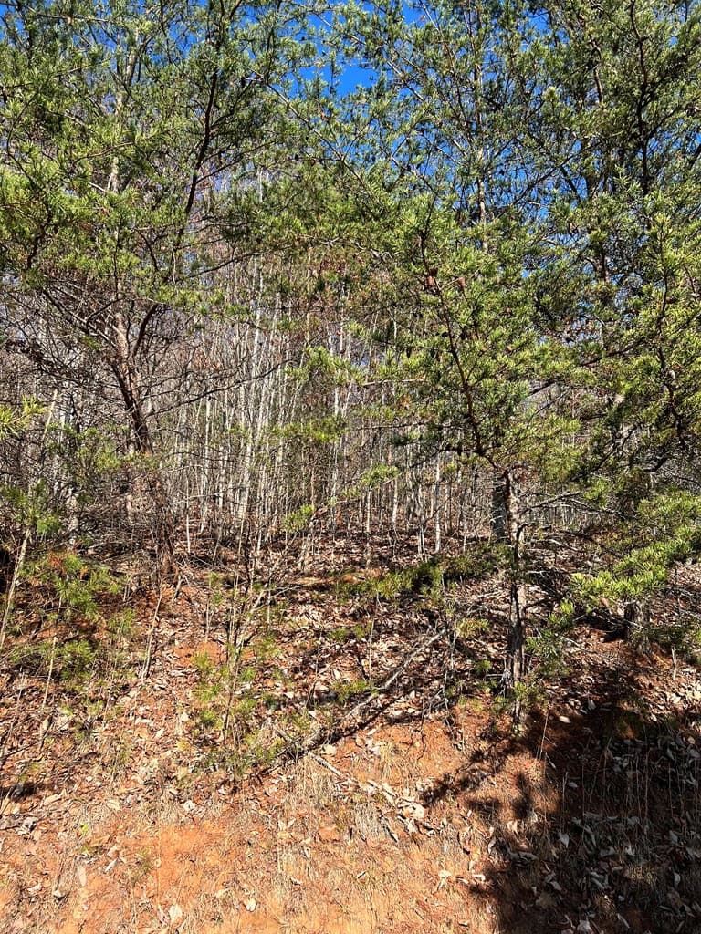 Residential Lot at Lot 56c 56C Indian Trail, Hayesville, NC 28904, photo 5 of 9